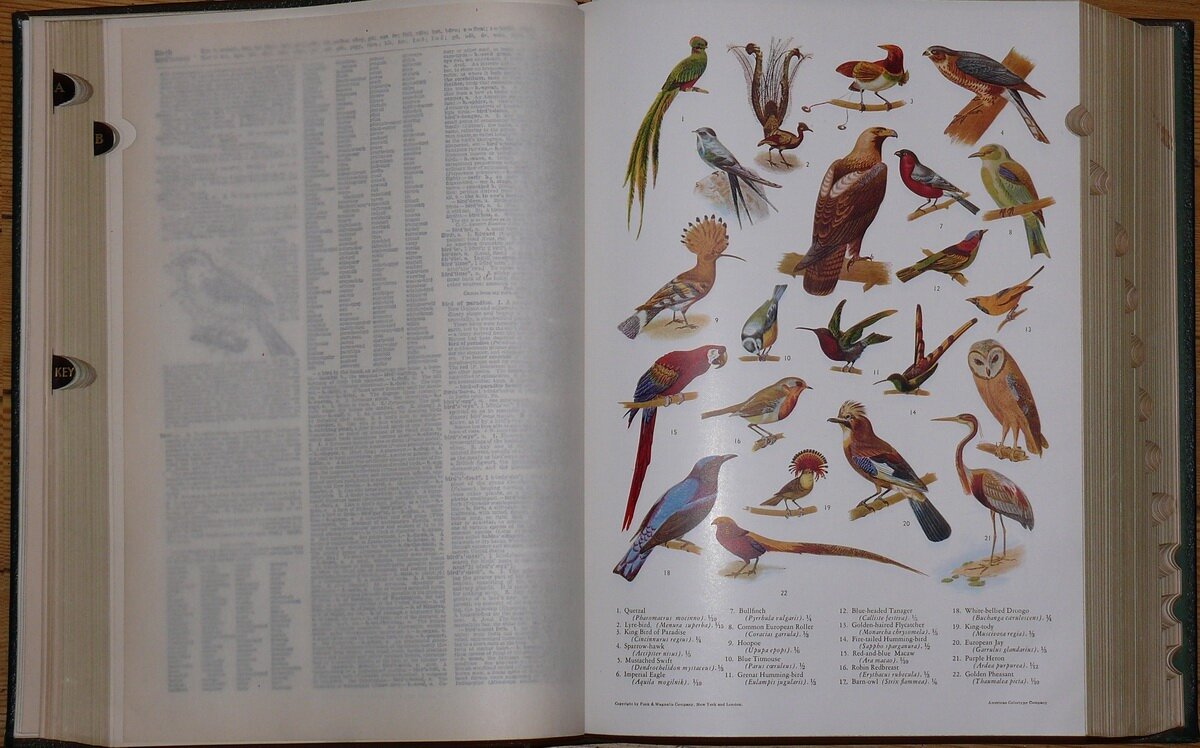 "New Standard Dictionary of the English Language"