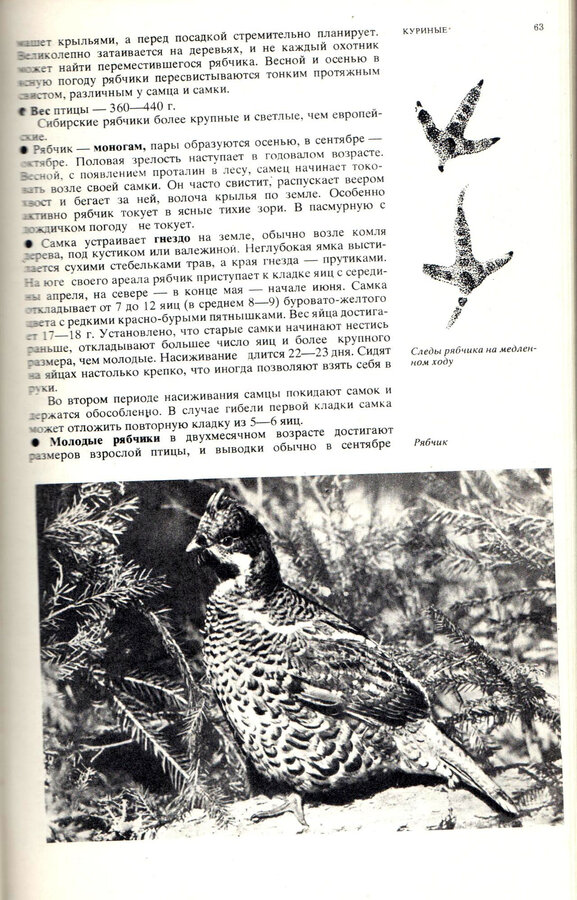 Дежкин В. В.