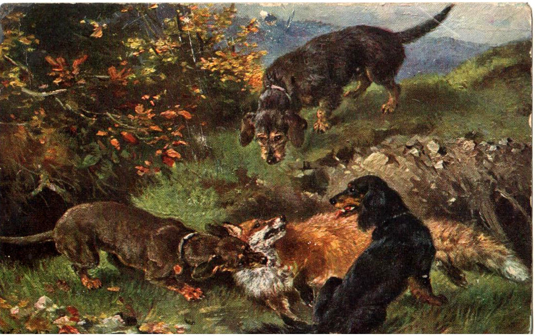 Открытки "Таксы. Собаки. Кошки. Животные"