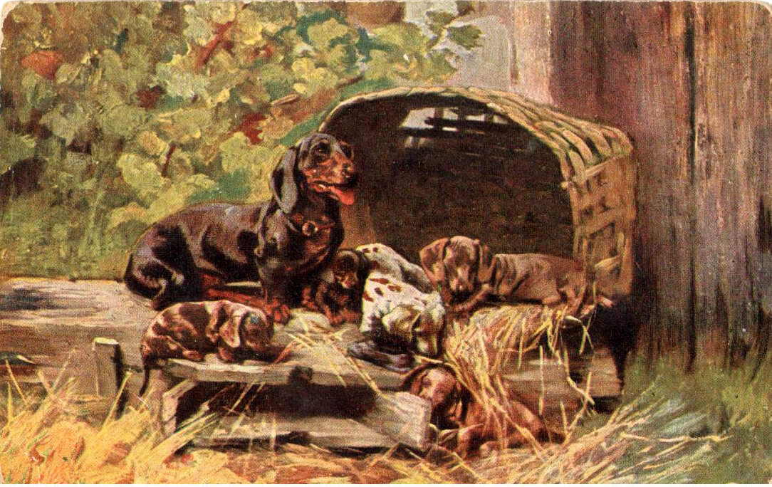 Открытки "Таксы. Собаки. Кошки. Животные"