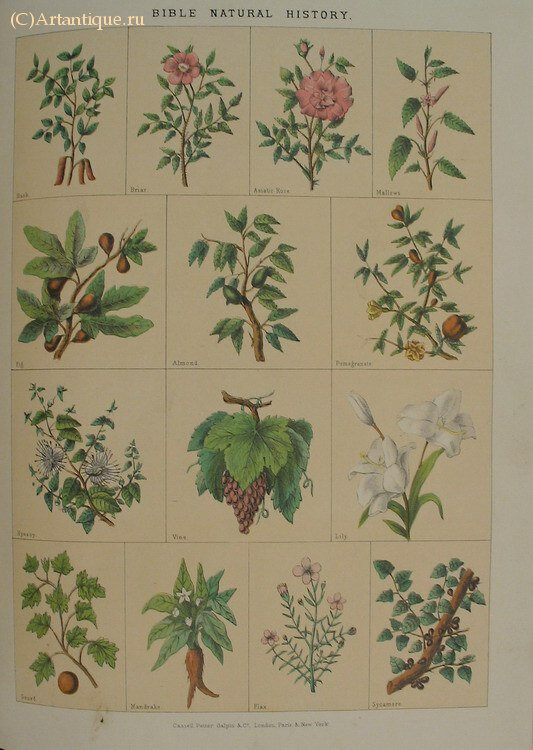 "The national illustrated Family Bible"