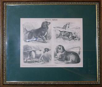 Литография "Hunde II. Jagdhunde"